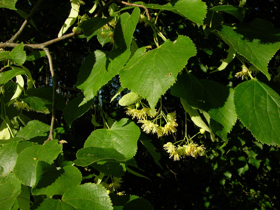 Представитель Семейства Tiliaceae
